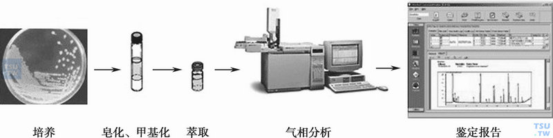 细菌命名中一些常用的规则主要有哪些？