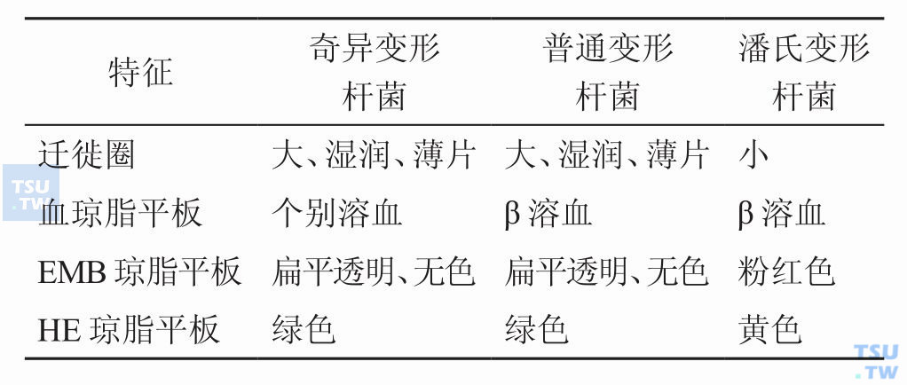 潘氏变形杆菌与普通变形杆菌和奇异变形杆菌生长特征的比较