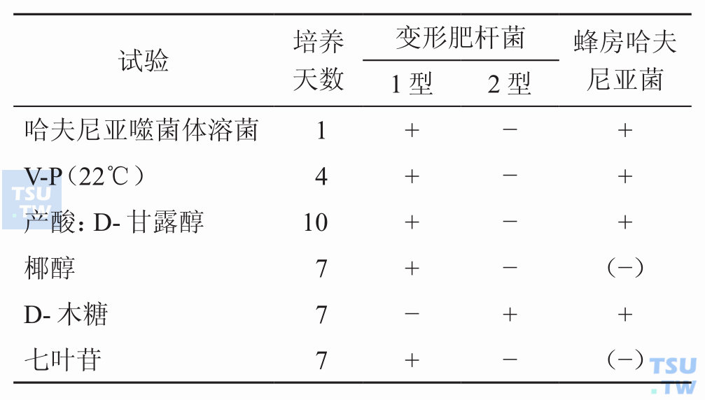 变形肥杆菌与相似菌的鉴别