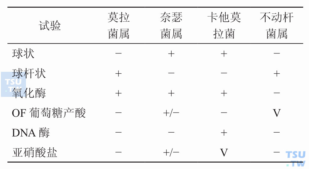 莫拉菌属与相似菌属怎样鉴别？