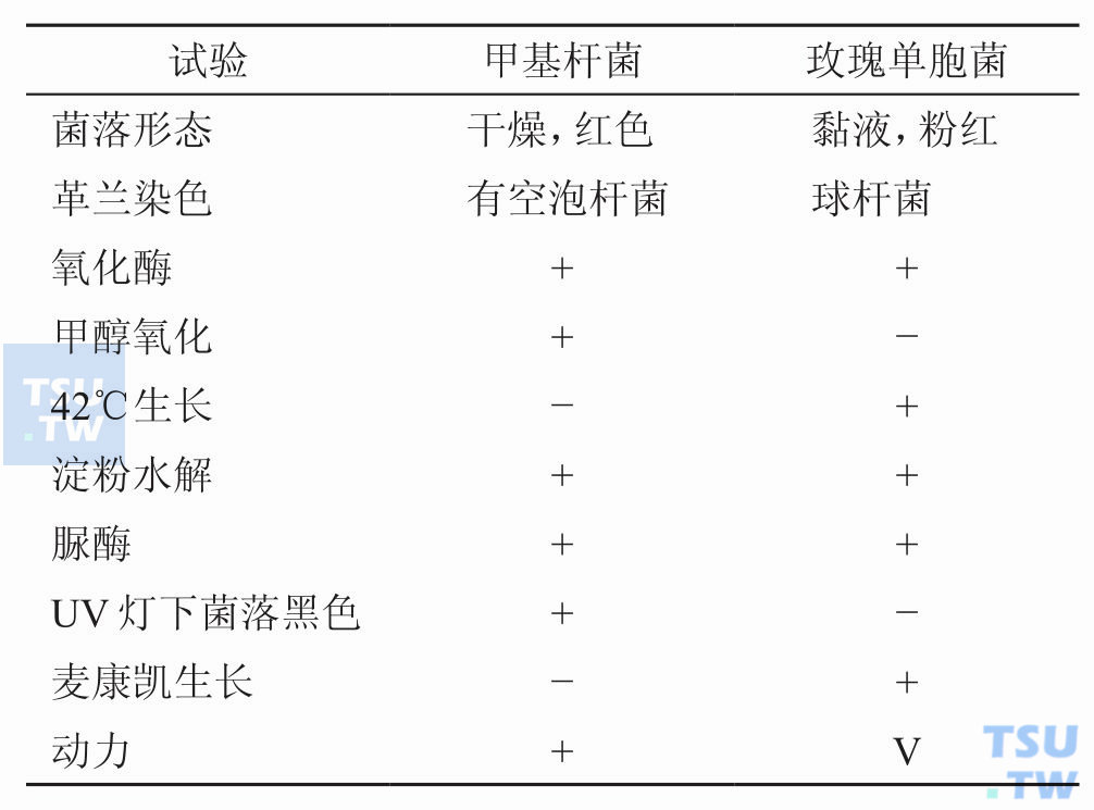 甲基杆菌和玫瑰单胞菌的主要鉴别；注：+，90%或以上菌株阳性；−，90%或以上菌株阴性；V，11%～89%菌株阳性