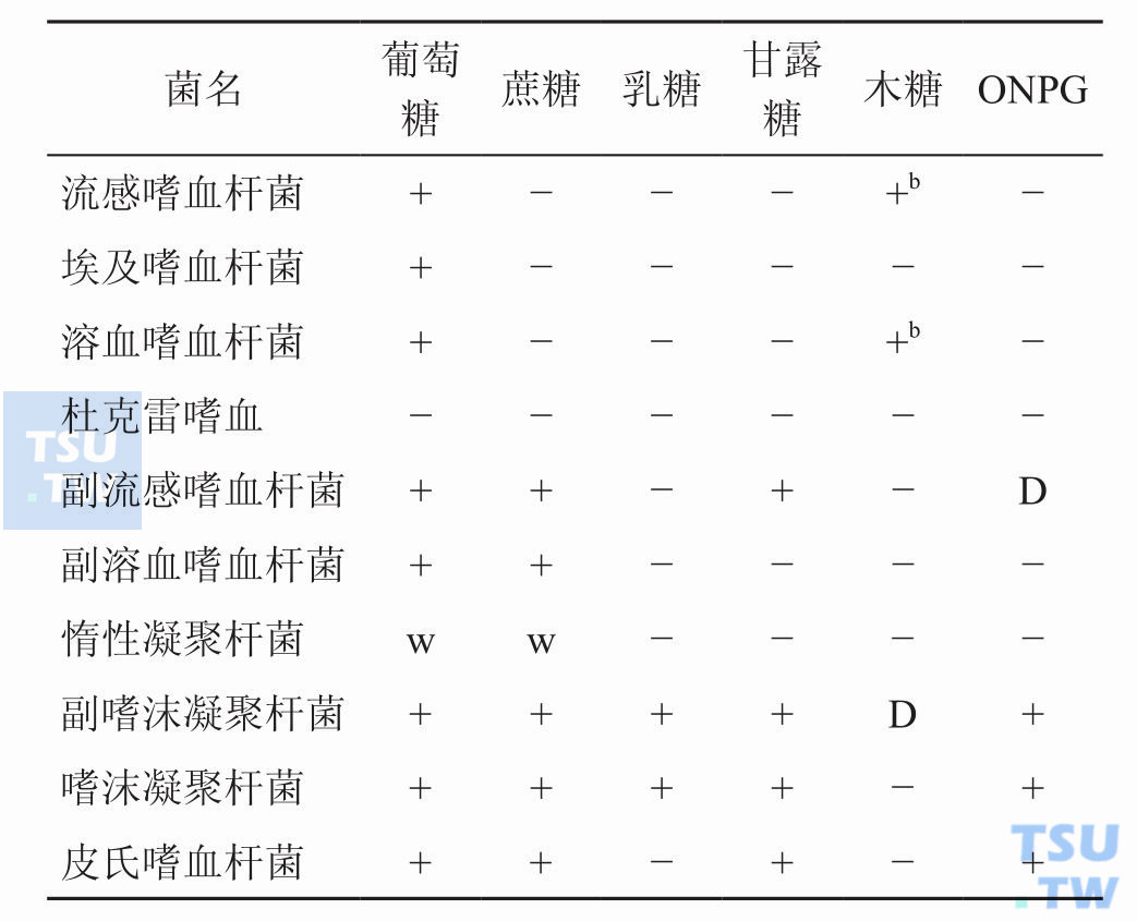 嗜血杆菌属主要菌种和相关菌种的生化特性