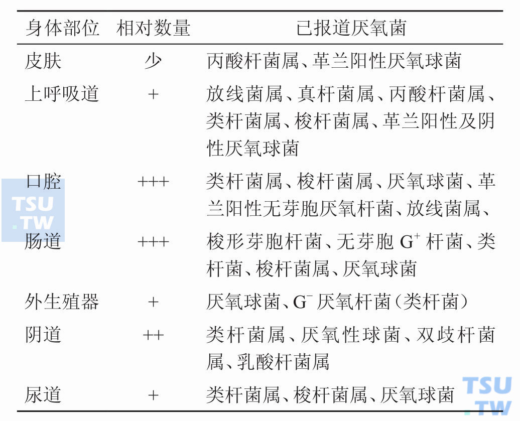 人体各部位厌氧正常菌群