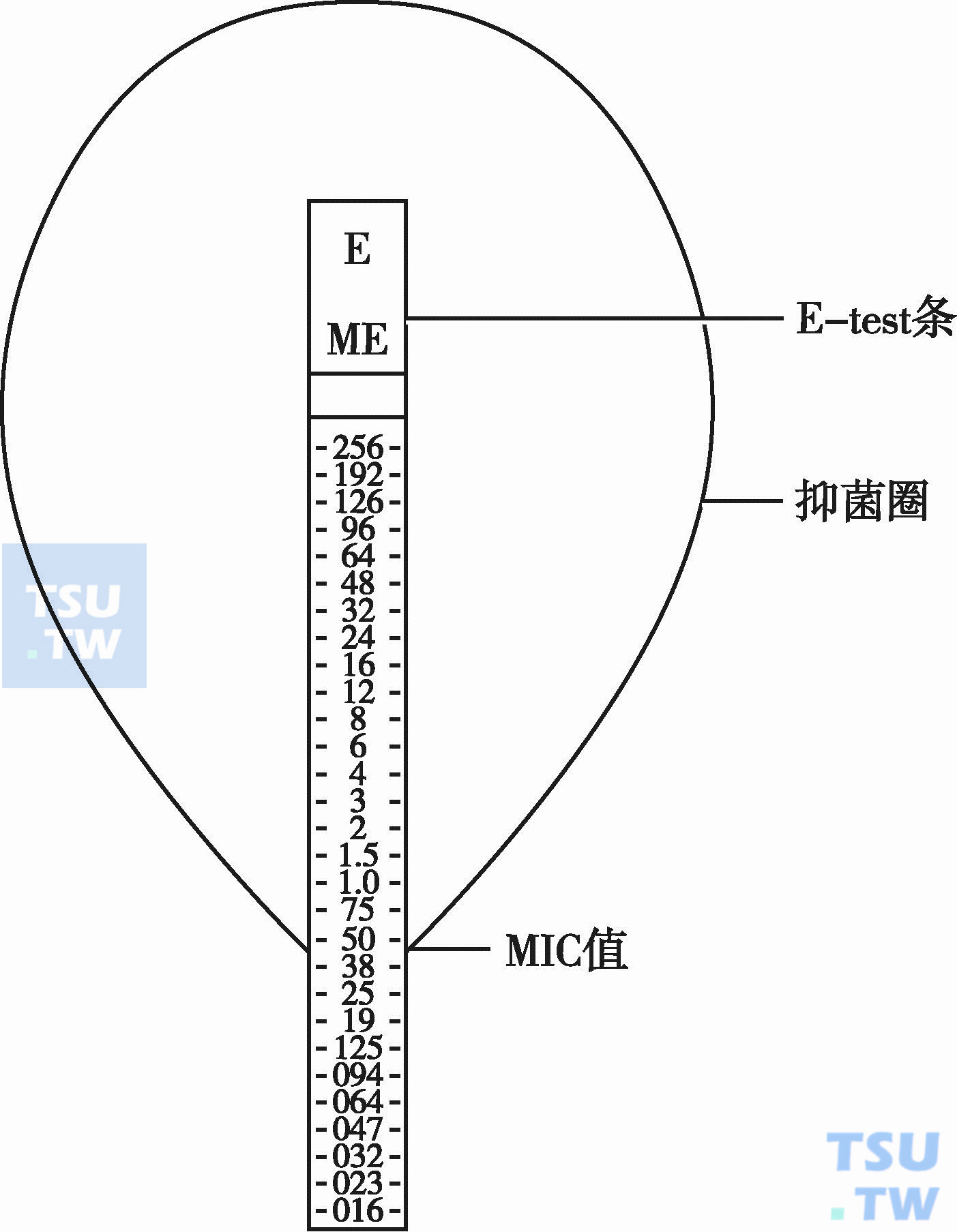  E-test条示意图