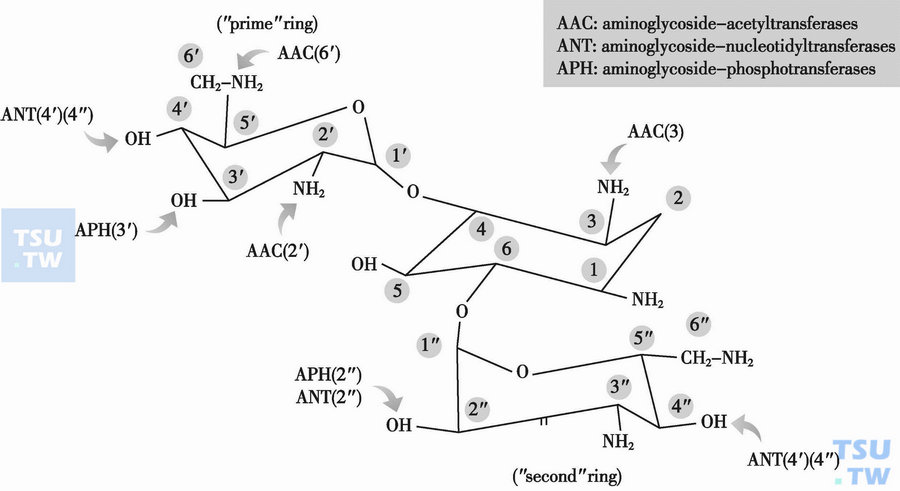 如何正确理解上述代表氨基糖苷类钝化酶的数字符号？