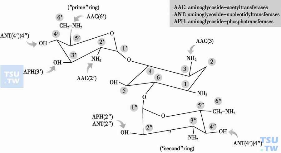  氨基糖苷类抗生素的结构及钝化酶的修饰位点