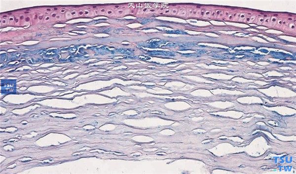 角膜基质层 胶性铁染色×200