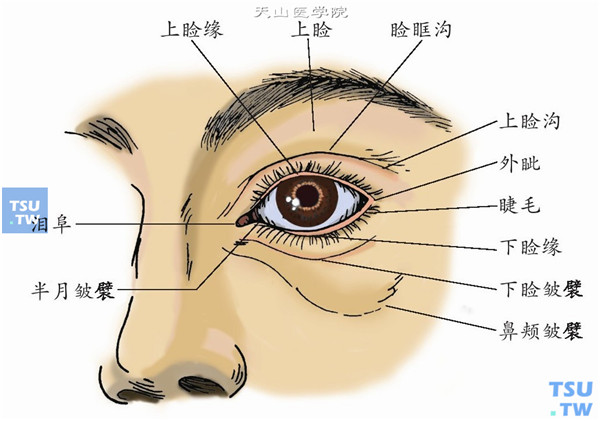 眼睑手术应用解剖