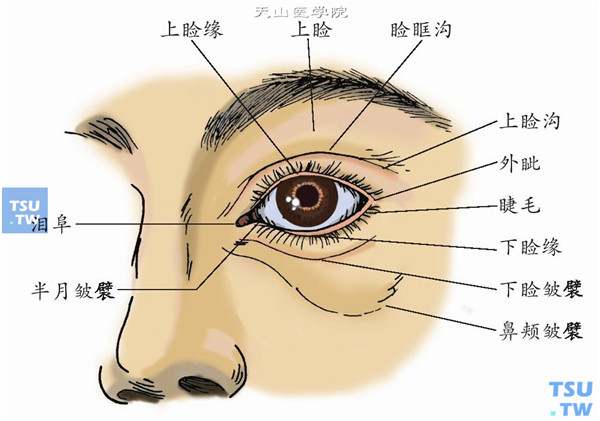 眼睑缘在什么位置图示图片