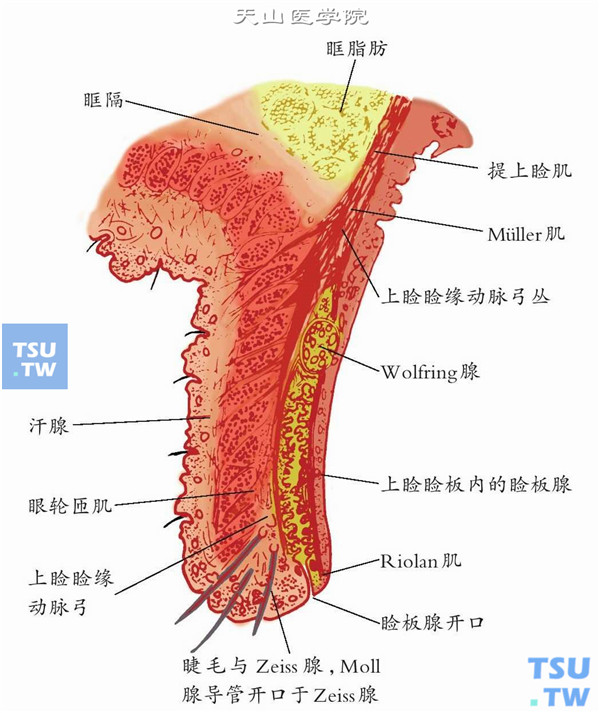  上眼睑垂直切面