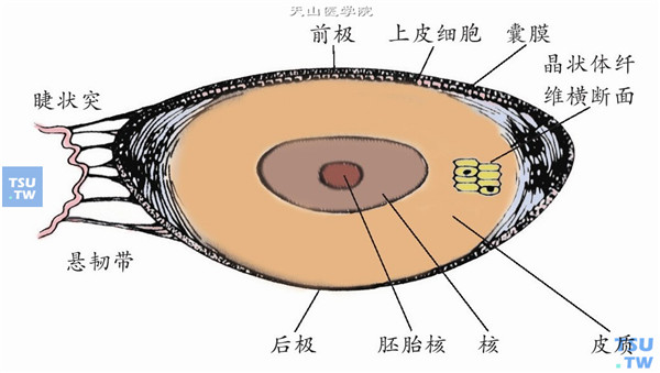 眼晶状体的组成（解剖图）