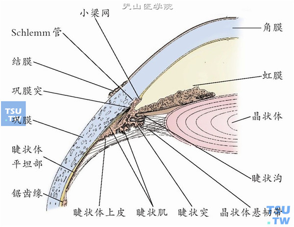 巩膜分层图片