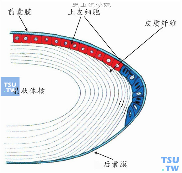  晶状体的解剖示意图