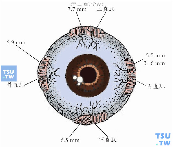 四条直肌的眼球附着点位置