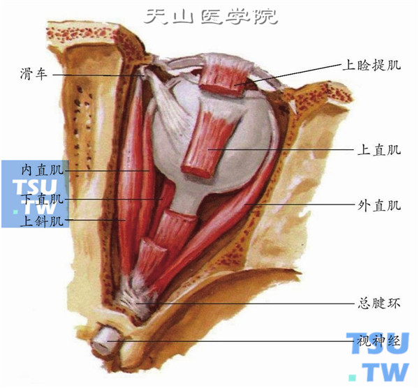  下斜肌走行上面观（上睑提肌、滑车、上直肌、外直肌、内直肌、下直肌、上斜肌）