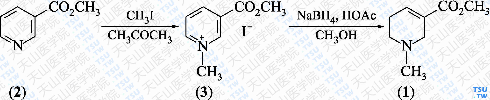 槟榔碱（分子式：C<sub>8</sub>H<sub>13</sub>NO<sub>2</sub>）的合成方法路线及其结构式